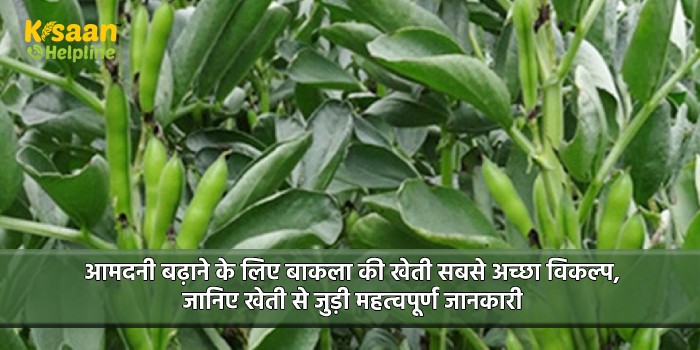 आमदनी बढ़ाने के लिए बाकला की खेती सबसे अच्छा विकल्प, जानिए खेती से जुड़ी महत्वपूर्ण जानकारी